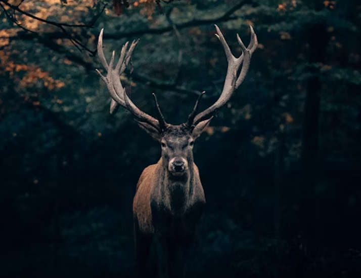 deer